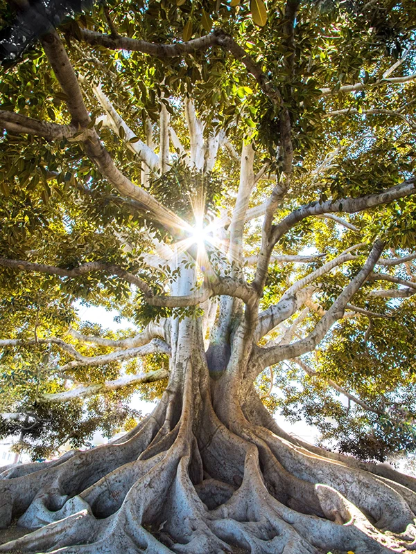 Verwunschener Baum von Jeremy Bishop / Unsplash